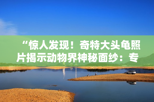 “驚人發(fā)現(xiàn)！奇特大頭龜照片揭示動(dòng)物界神秘面紗：專家稱其可能為新物種！”